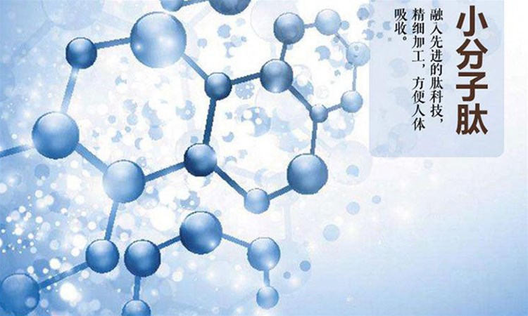 小分子肽比完整蛋白、氨基酸有什么優(yōu)勢
